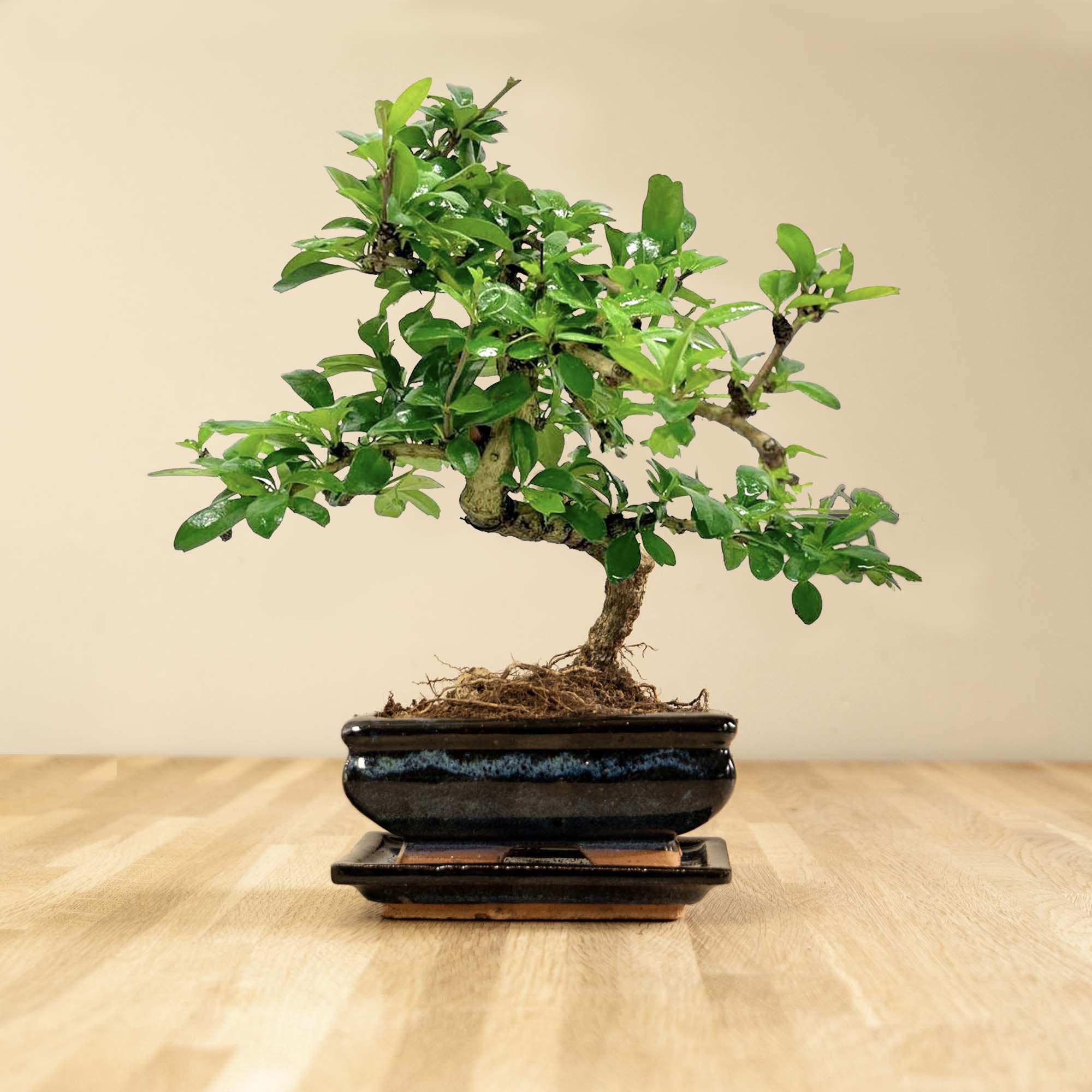 carmens bonsai garten Carmona Katachi - 6 Jahre alt - Zimmerbonsai