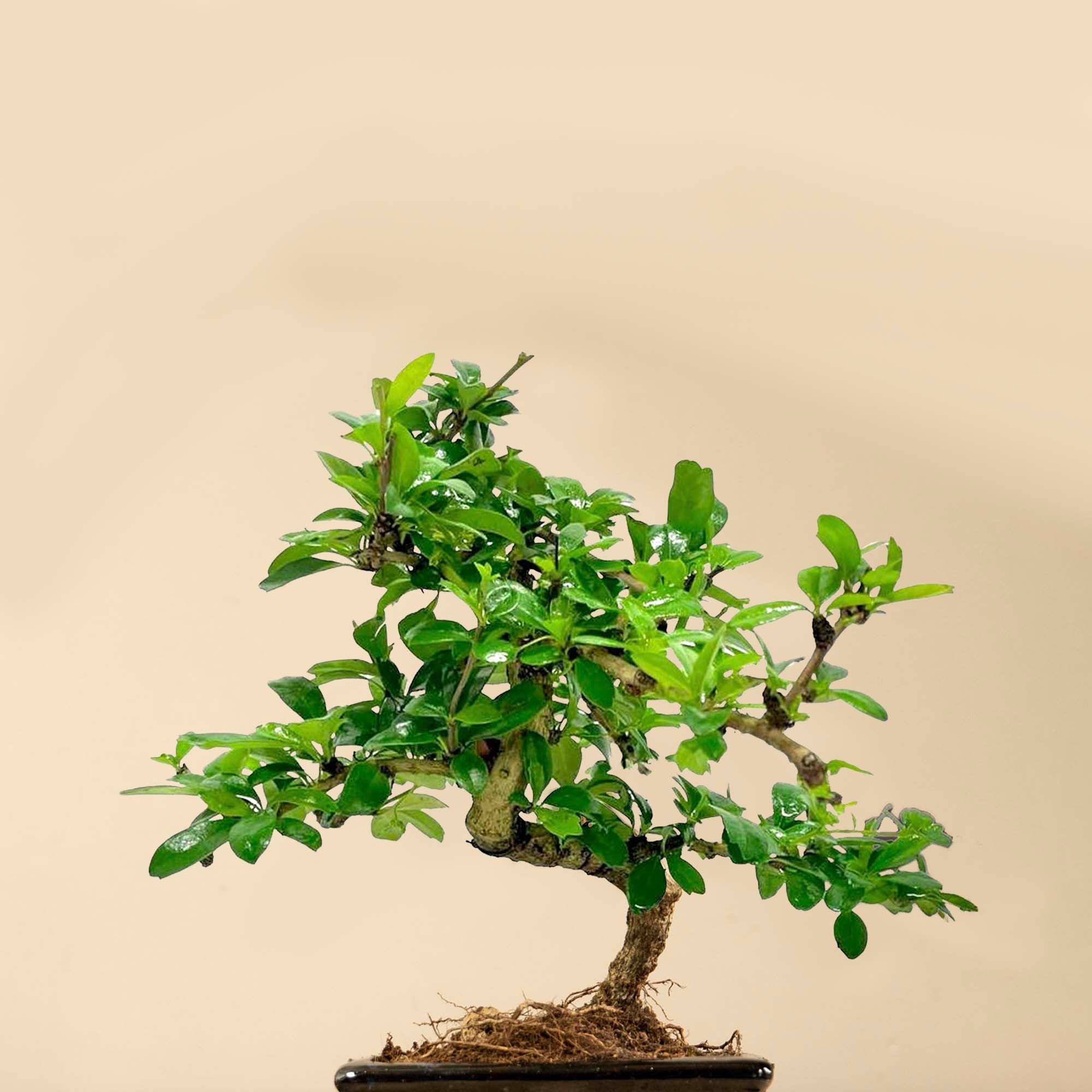 Carmona Katachi - 6 Jahre alt - Zimmerbonsai