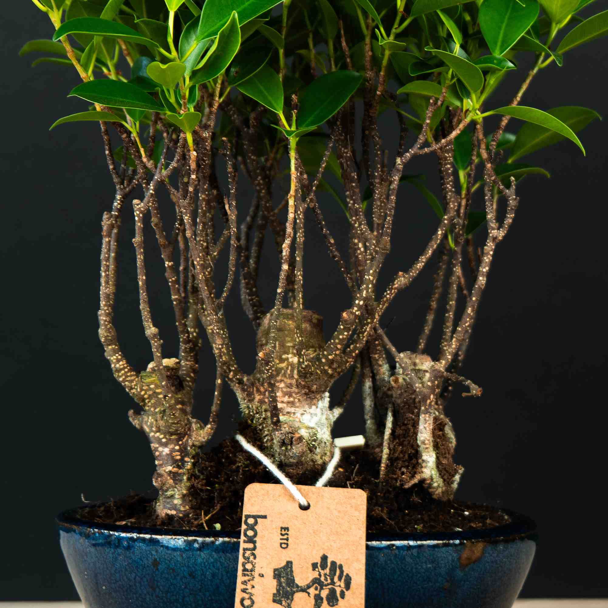 ficus bonsai wald Ficus Forest - 5 Jahre alt - Indoor-bonsai