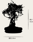 Ficus Ani