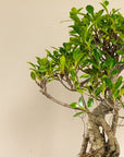 Ficus Ani