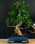 Ficus Starterset – erweitert