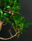 Ficus Starterset – erweitert