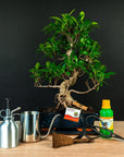Ficus Starterset – erweitert