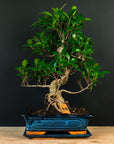 Ficus Starterset – essenziell