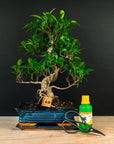 Ficus Starterset – essenziell