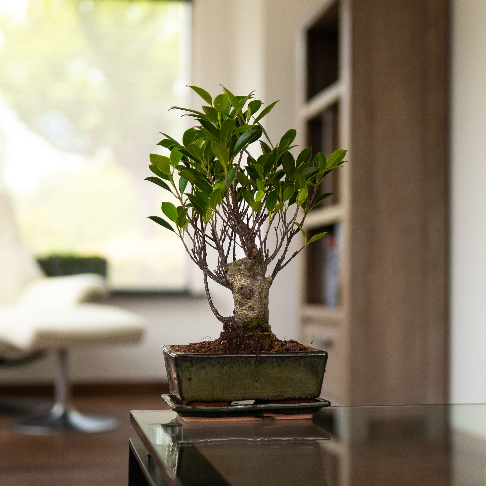 bonsai tree | Ficus Eda  bonsaiwonder