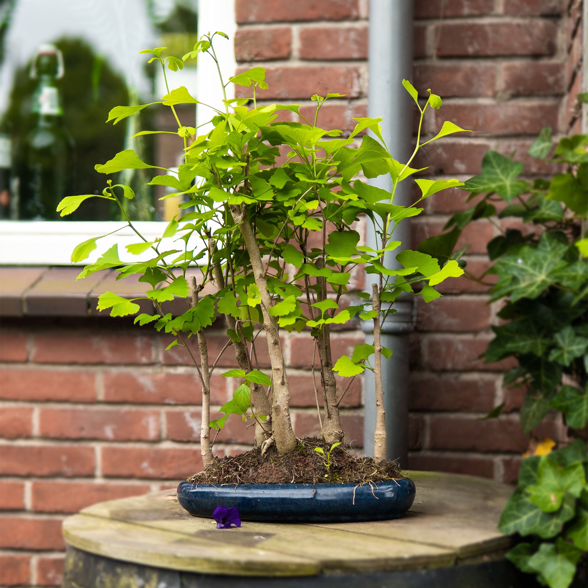 Bonsai-Baum