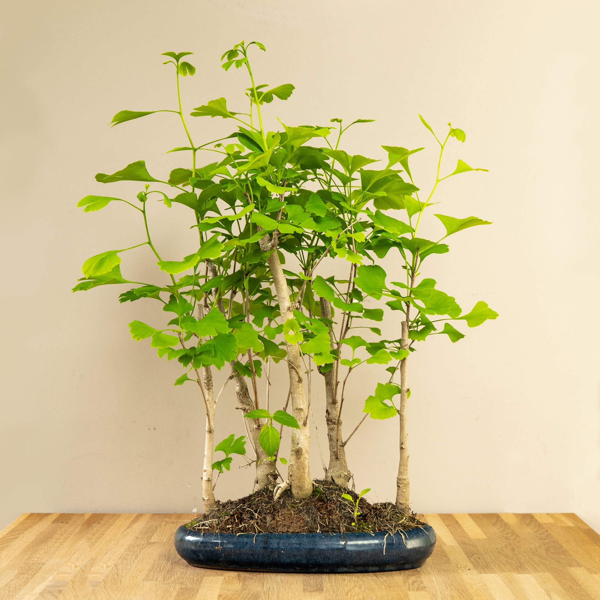 Bonsai-Baum