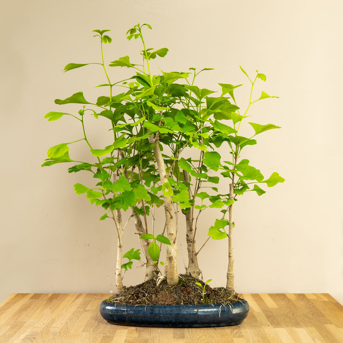 ginkgo bonsai dehner Bonsai-Baum