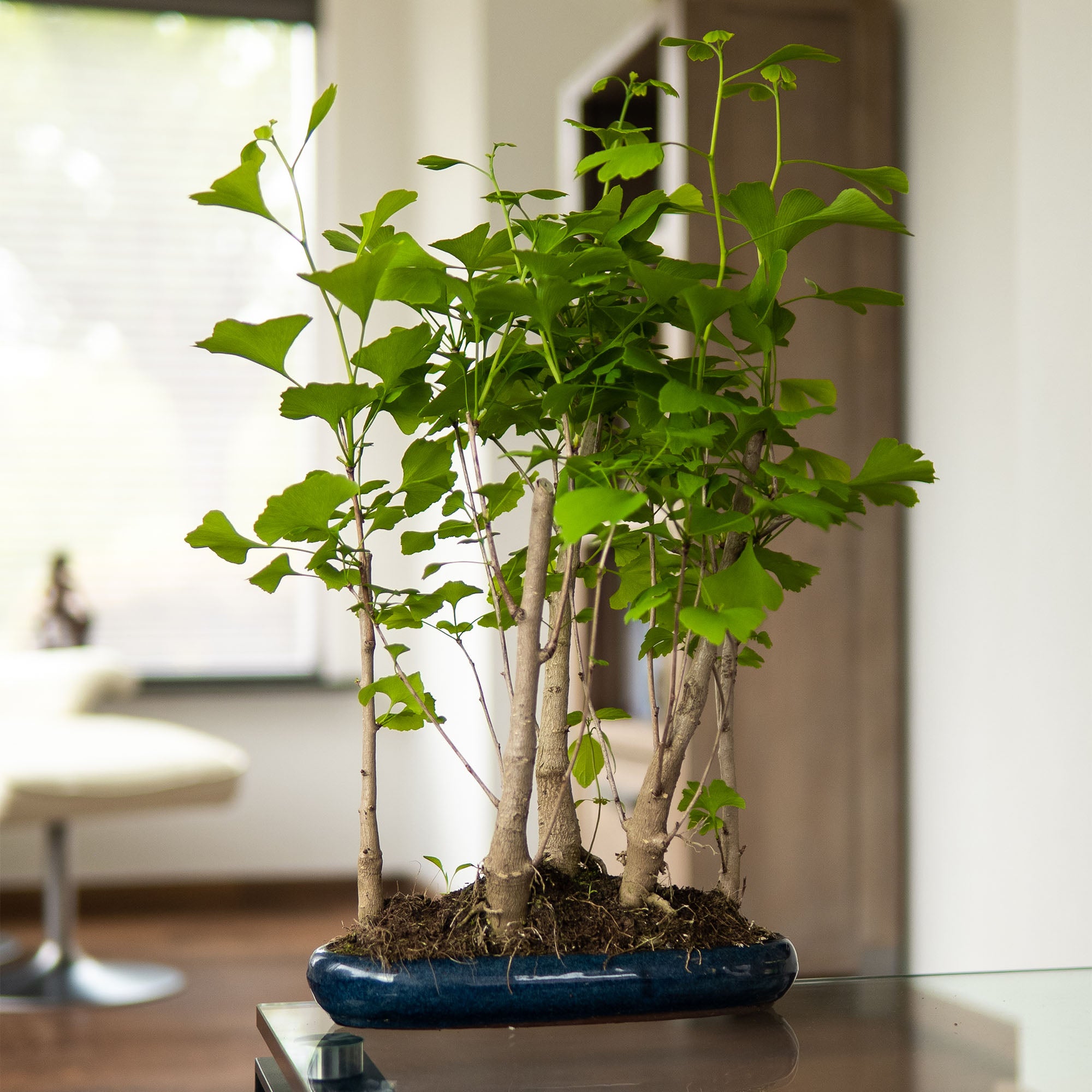 ginkgo bonsai dehner Bonsai-Baum