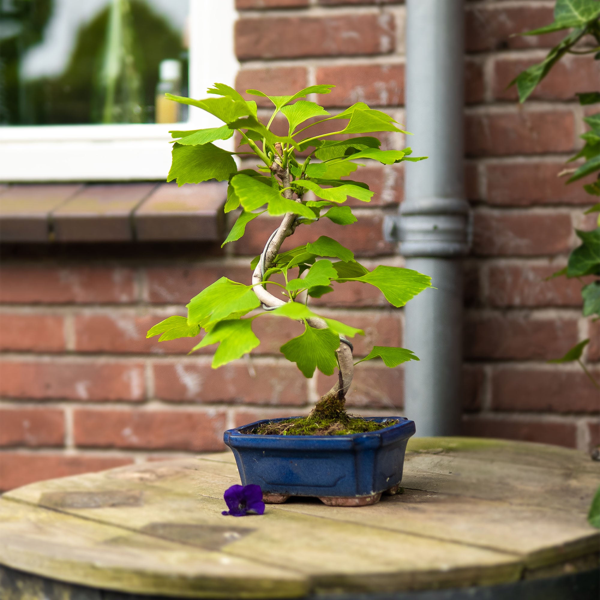 bonsai ginkgo pflege Bonsai-Baum