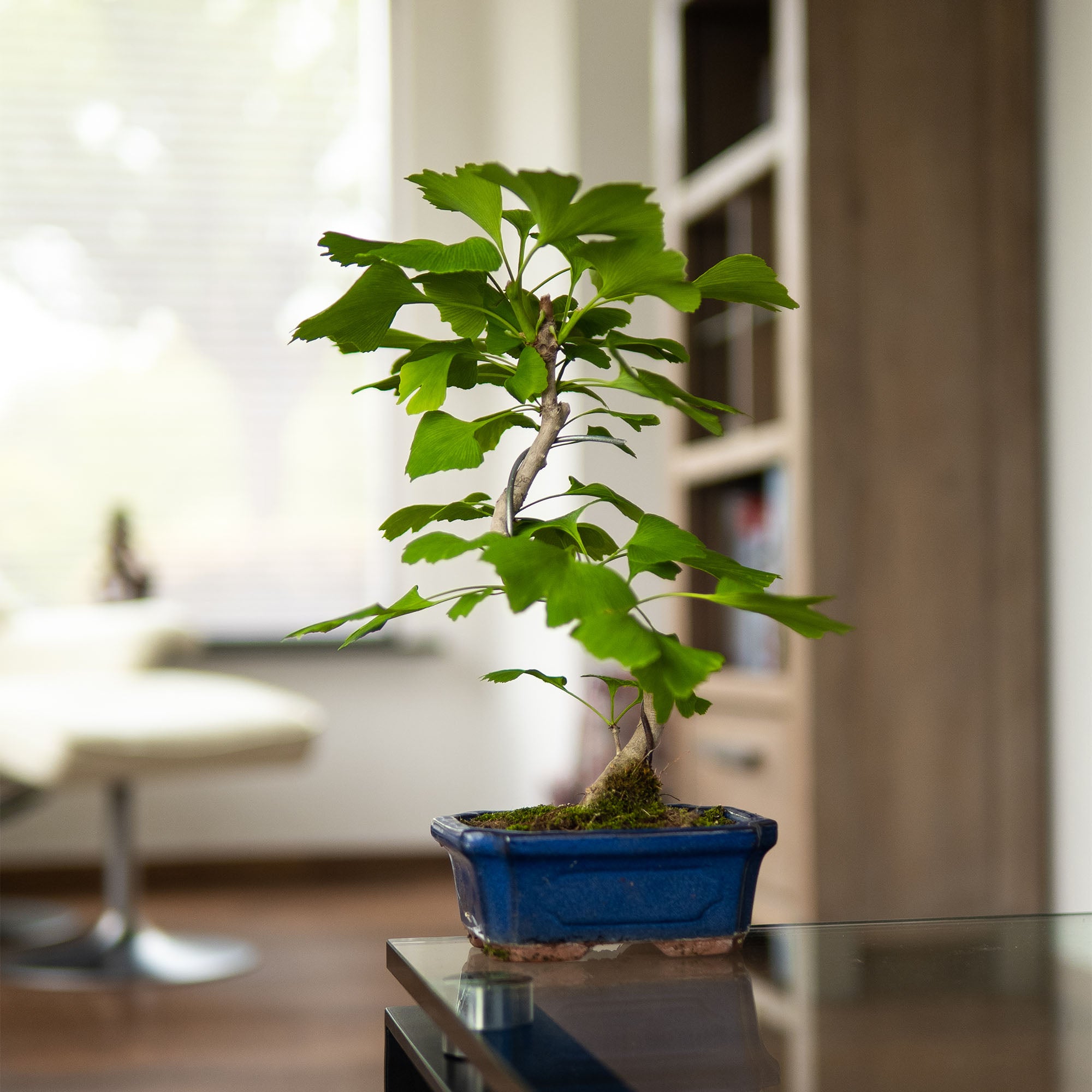 bonsai ginkgo pflege Bonsai-Baum