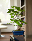 Ginkgo Classic