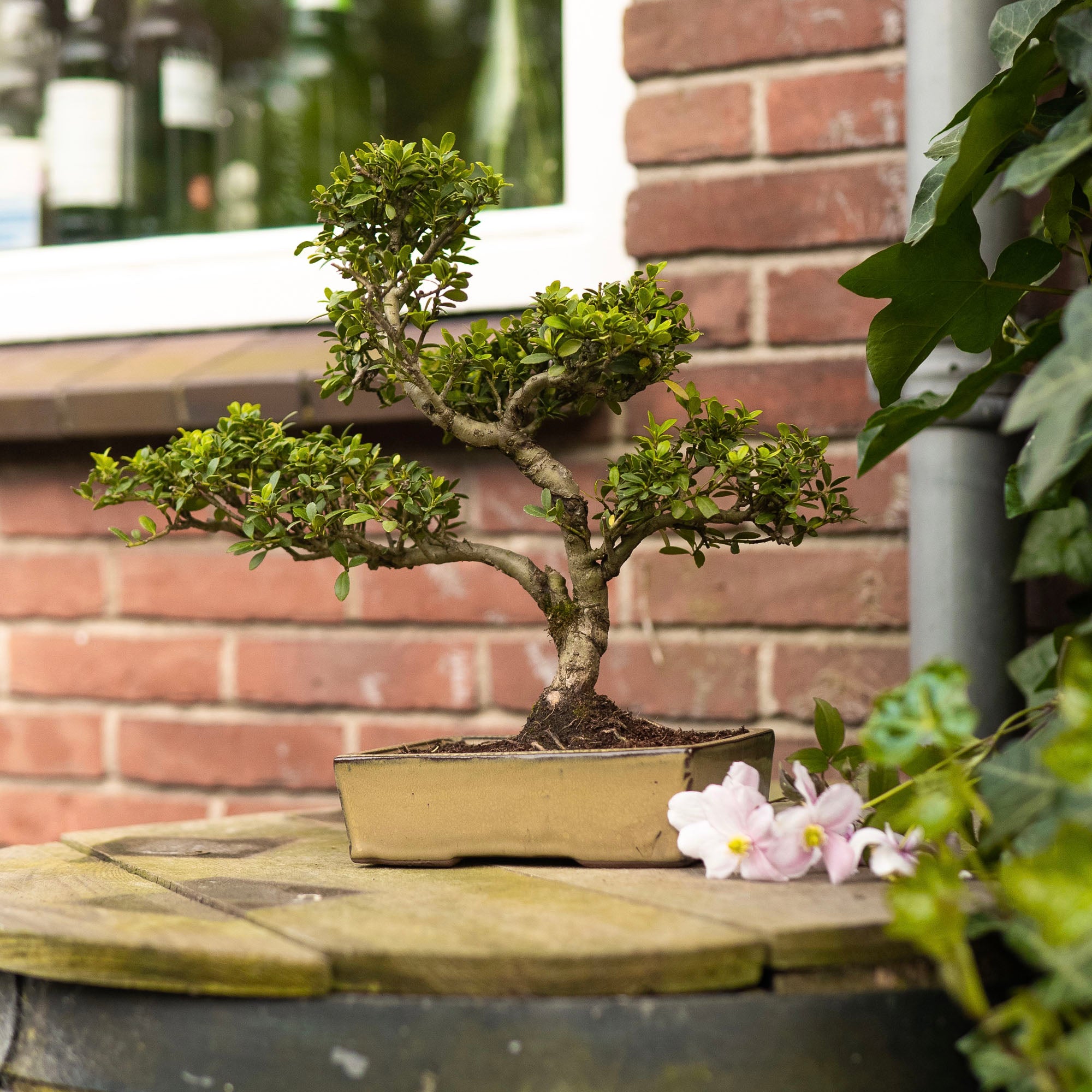 BONSAIWONDER | ILEX Crenata - Outdoor-Bonsai