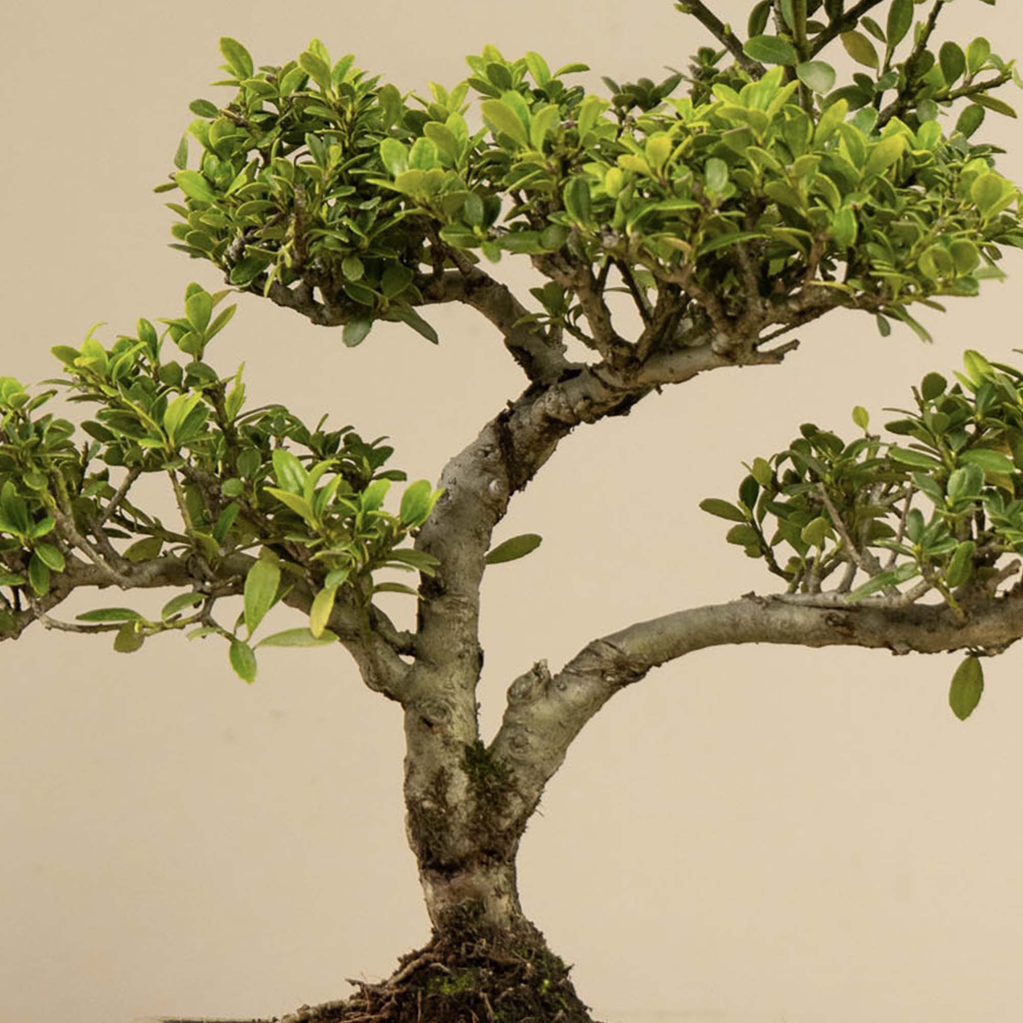 BONSAIWONDER | ILEX Crenata - Outdoor-Bonsai