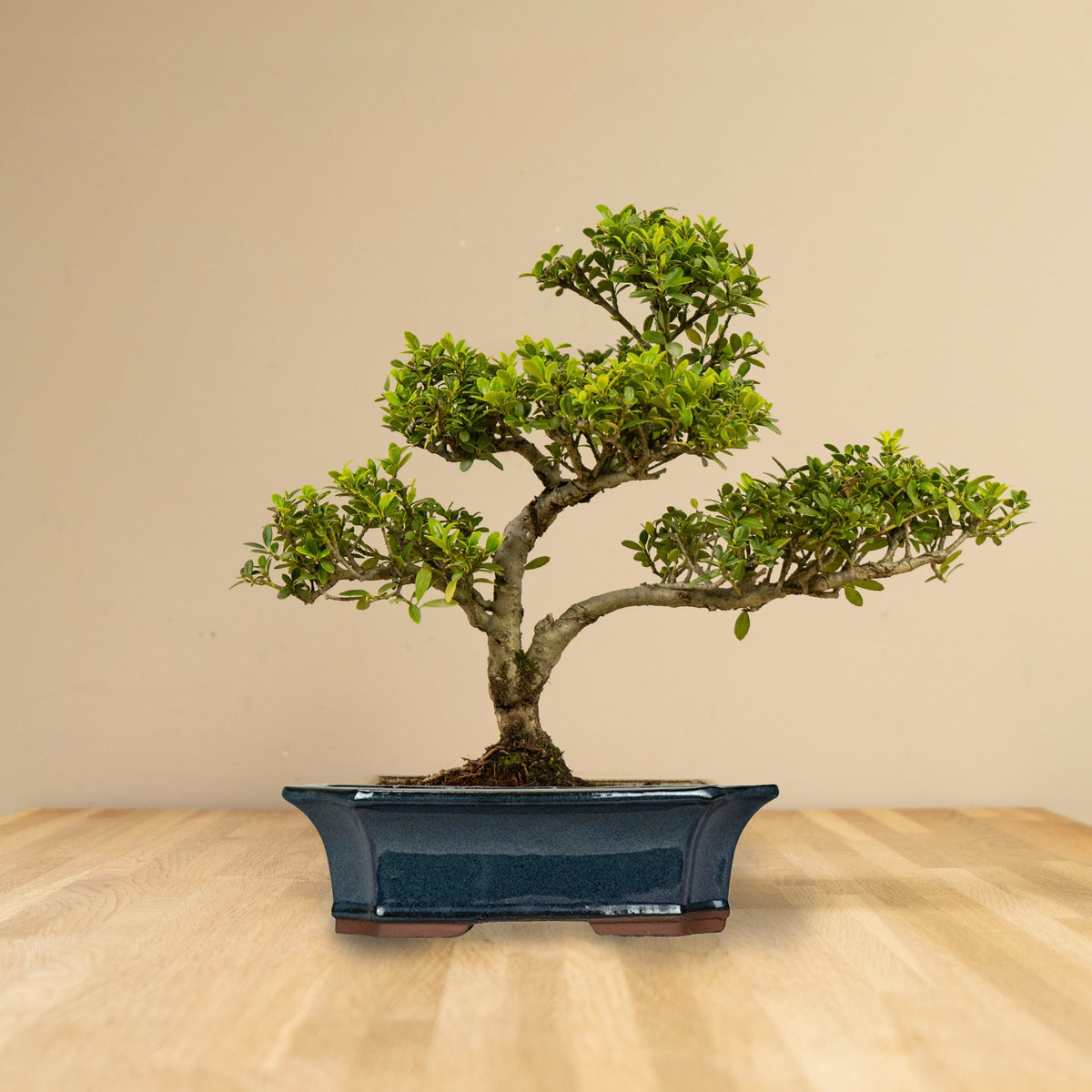 BONSAIWONDER | ILEX Crenata - Outdoor-Bonsai