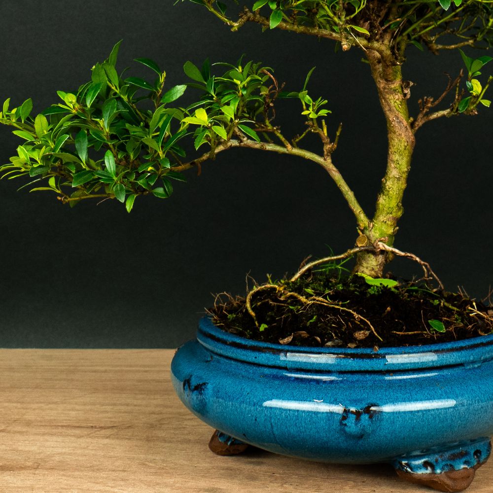 ILEX tama - Outdoor-bonsai - Pflegeleicht