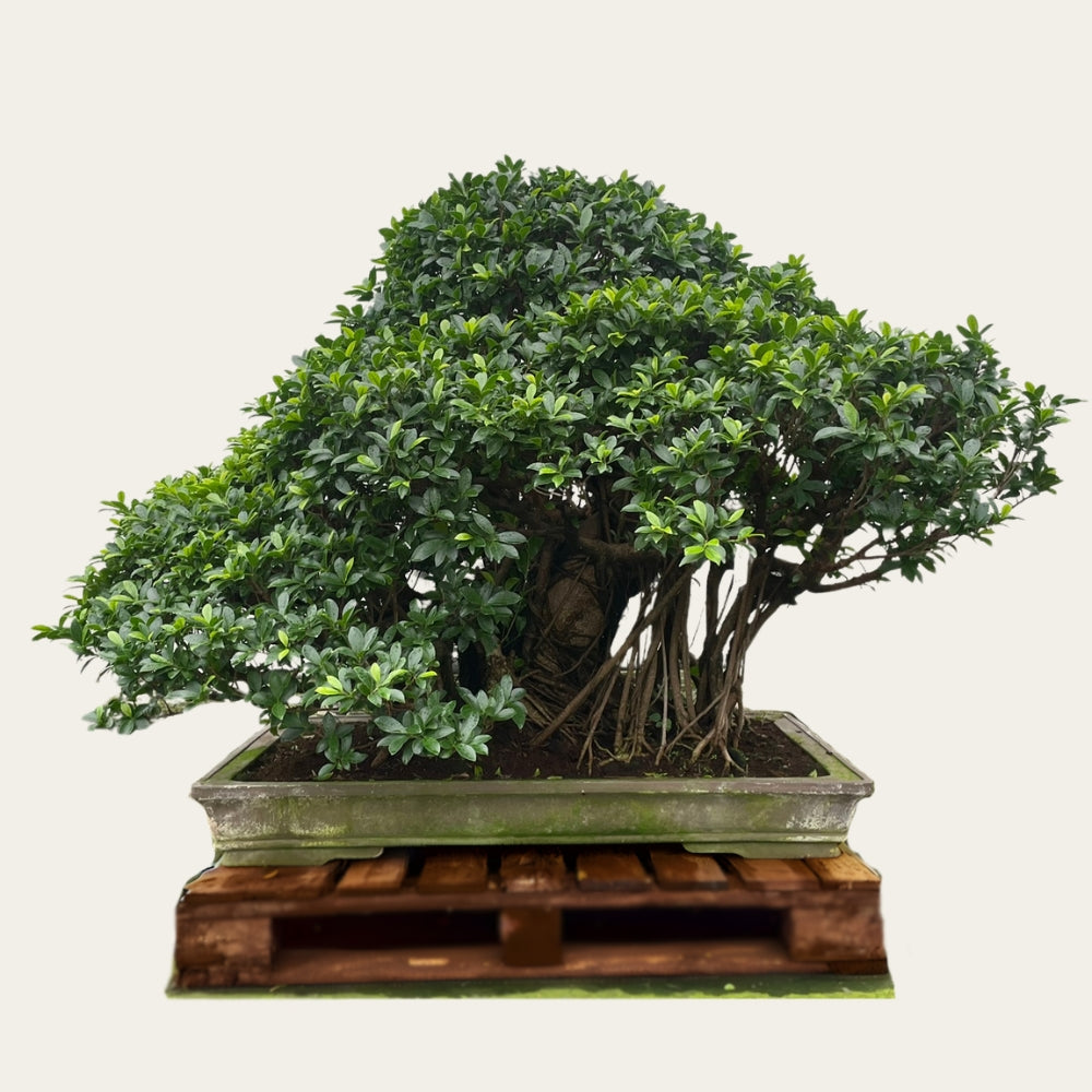 Ficus Nr.27 – bonsaiwonder®