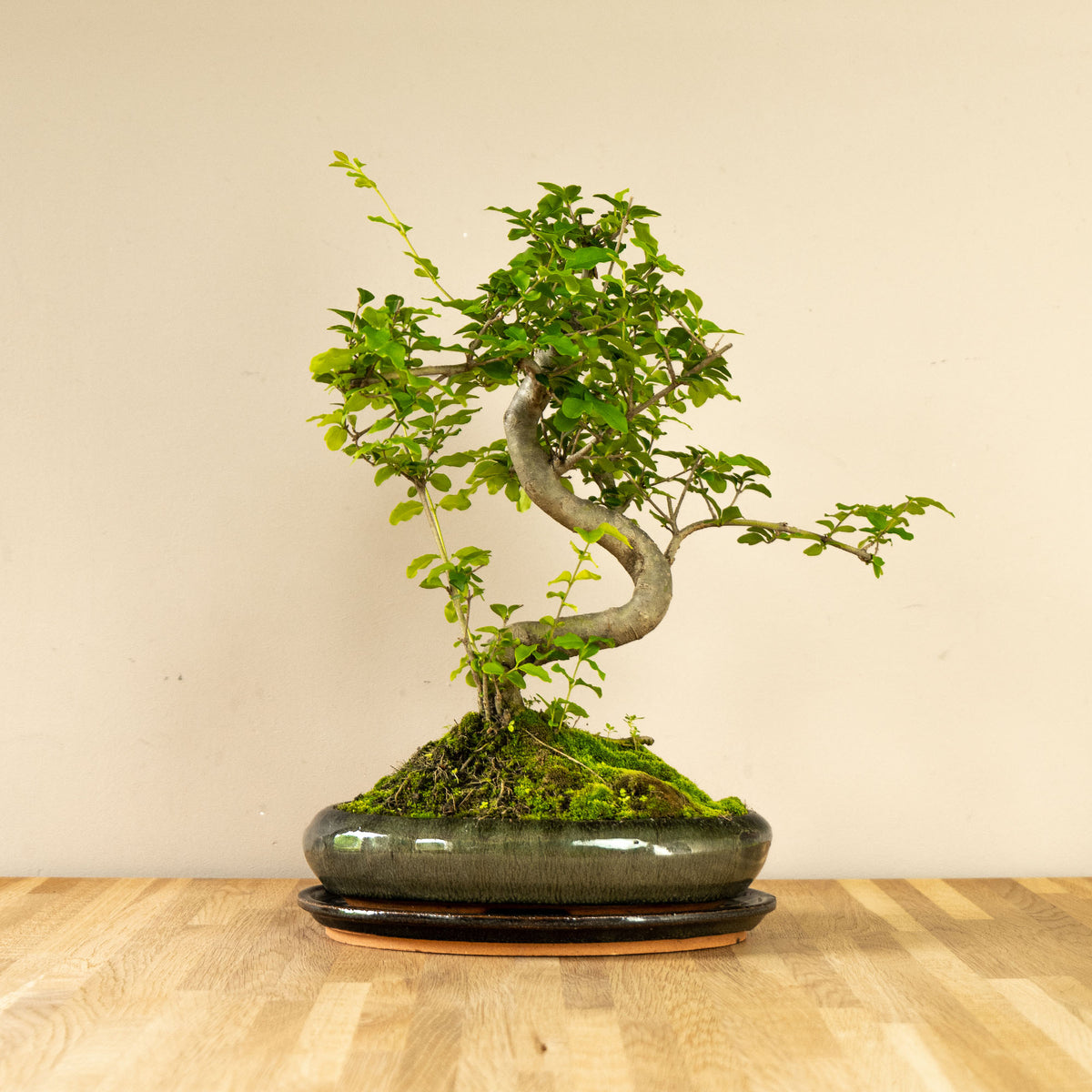 bonsai tageslichtlampe Bonsai-Baum