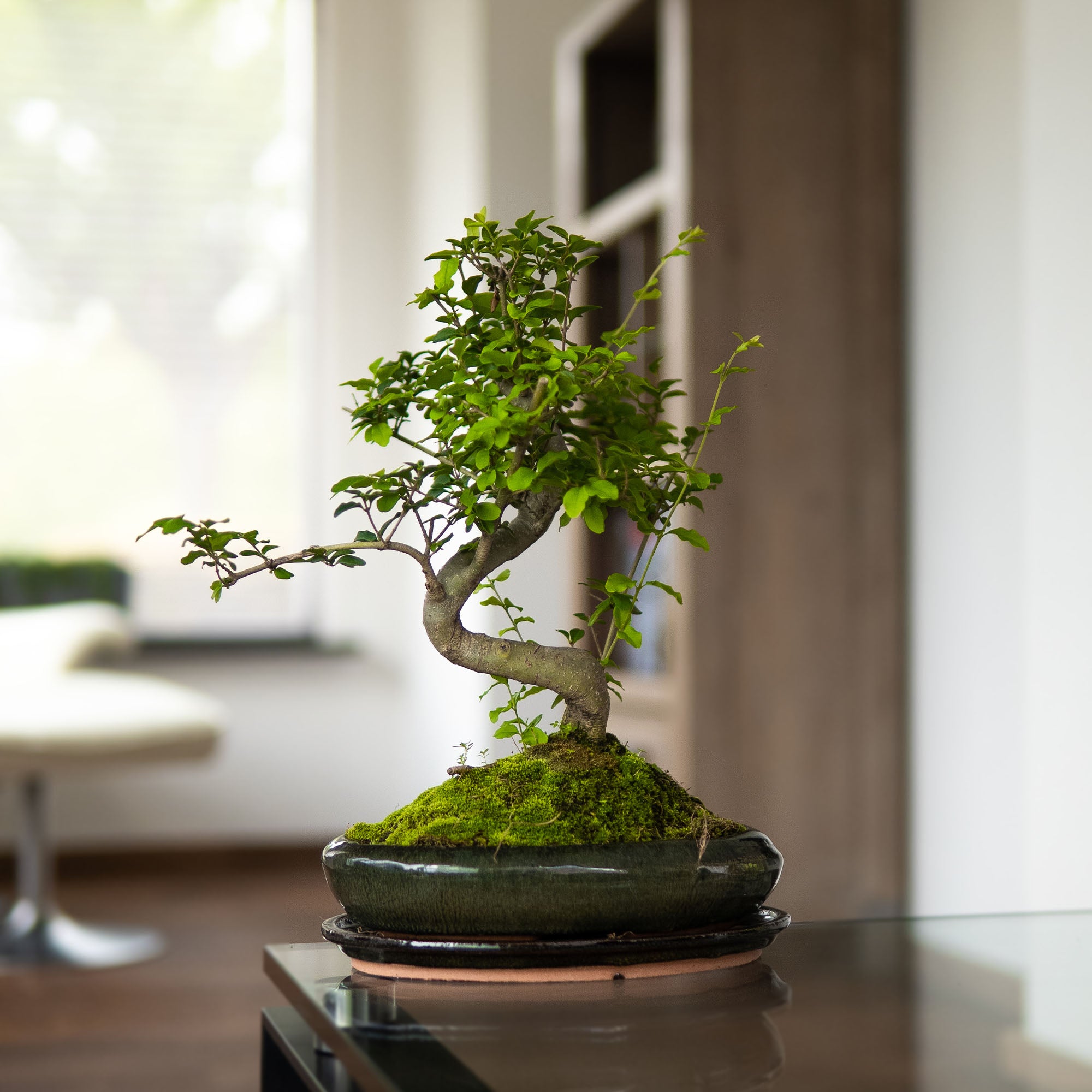 liguster bonsai gießen Bonsai-Baum
