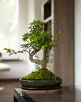 Ligustrum Dai