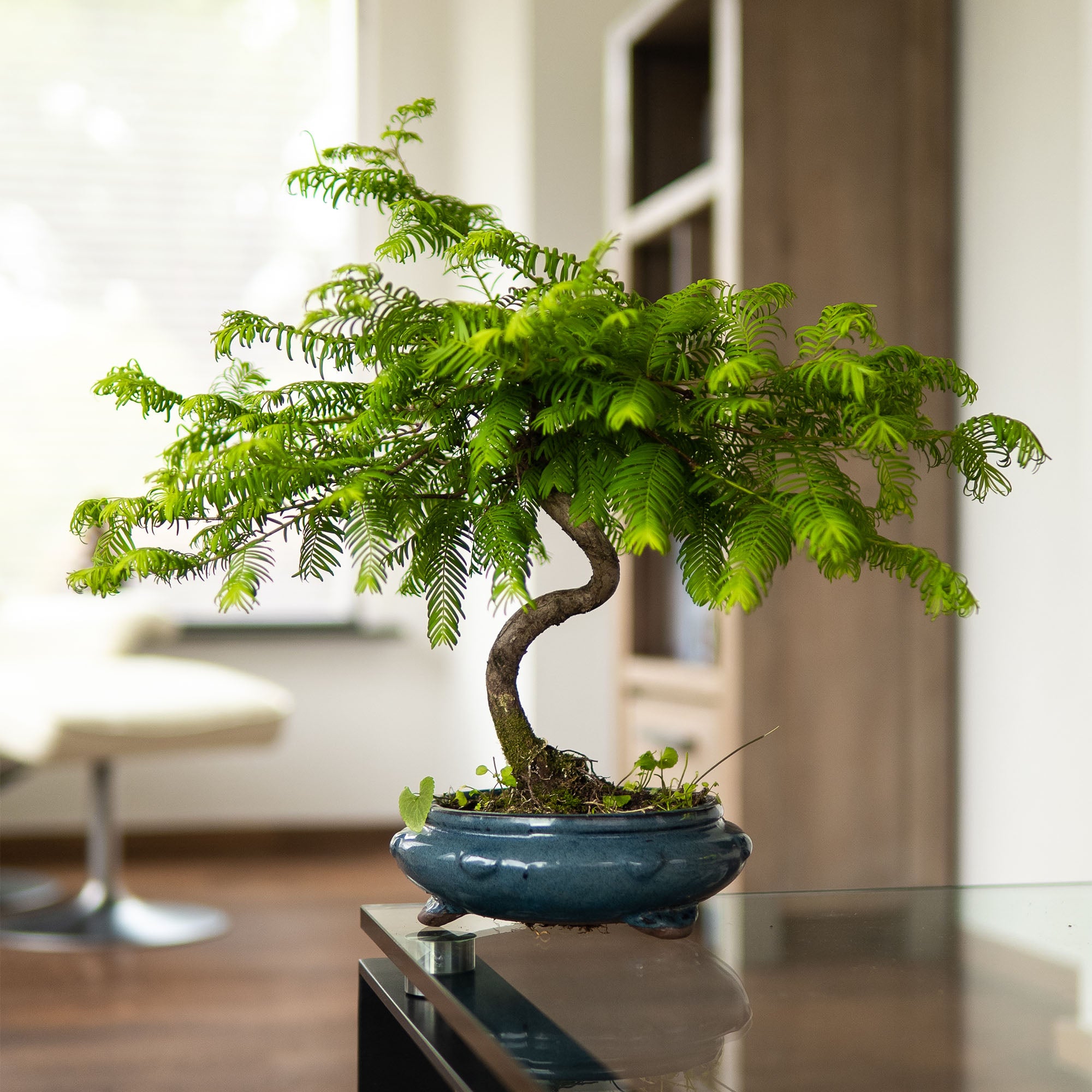 Bonsai-Baum