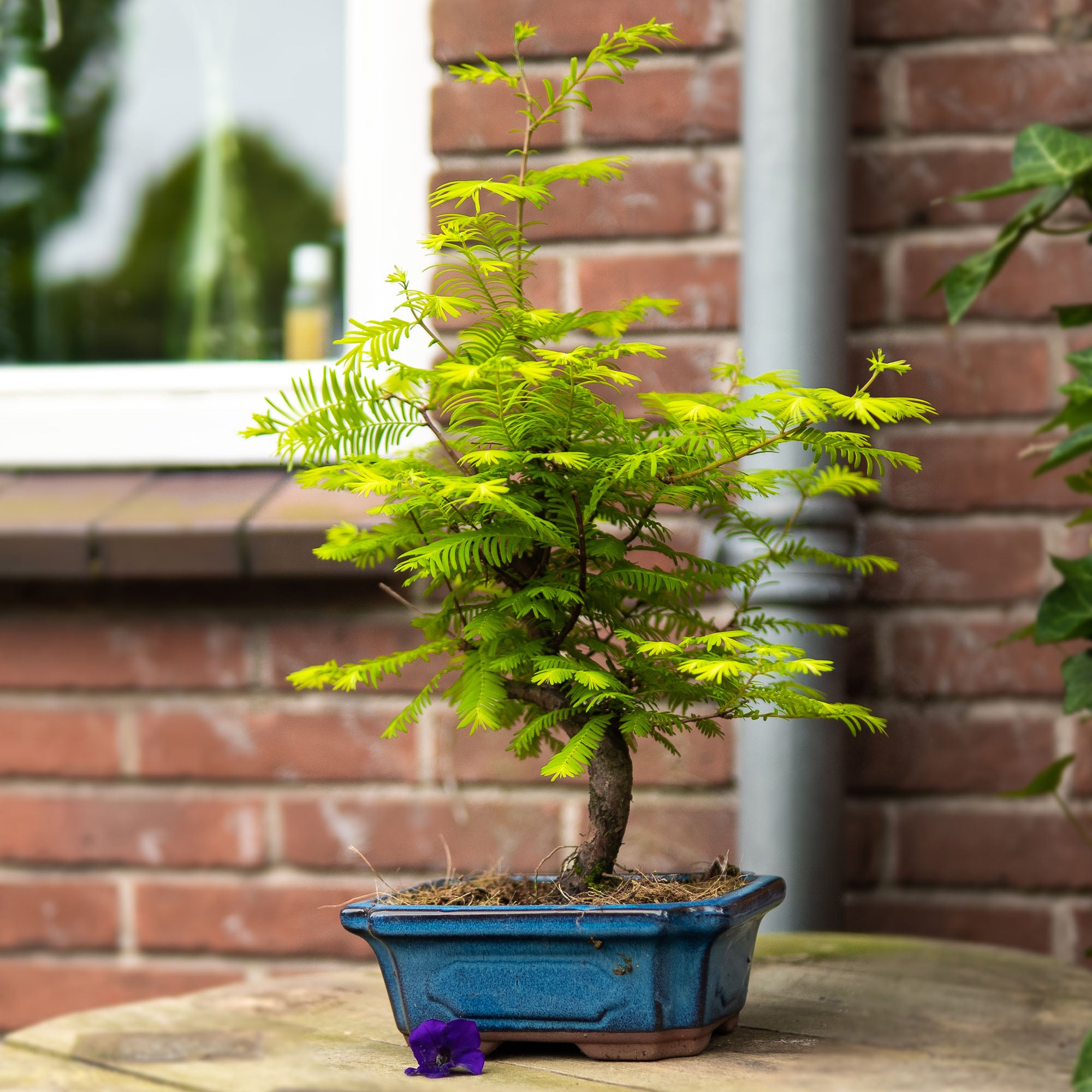 küstenmammutbaum bonsai Bonsai-Baum