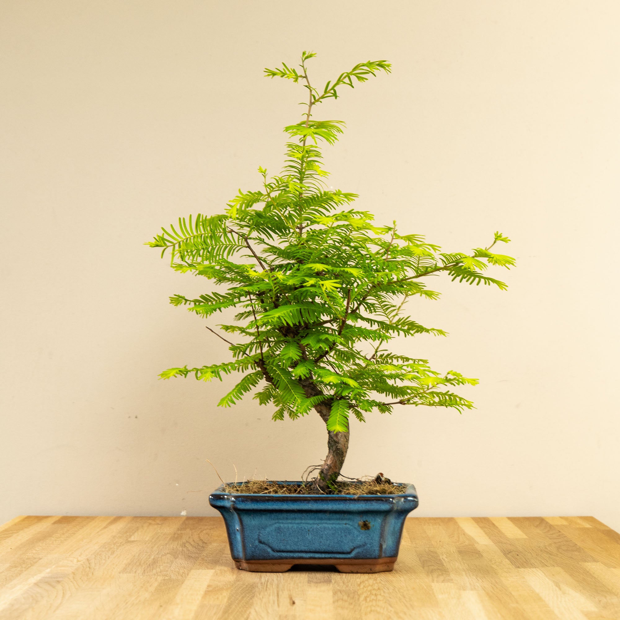 Bonsai-Baum