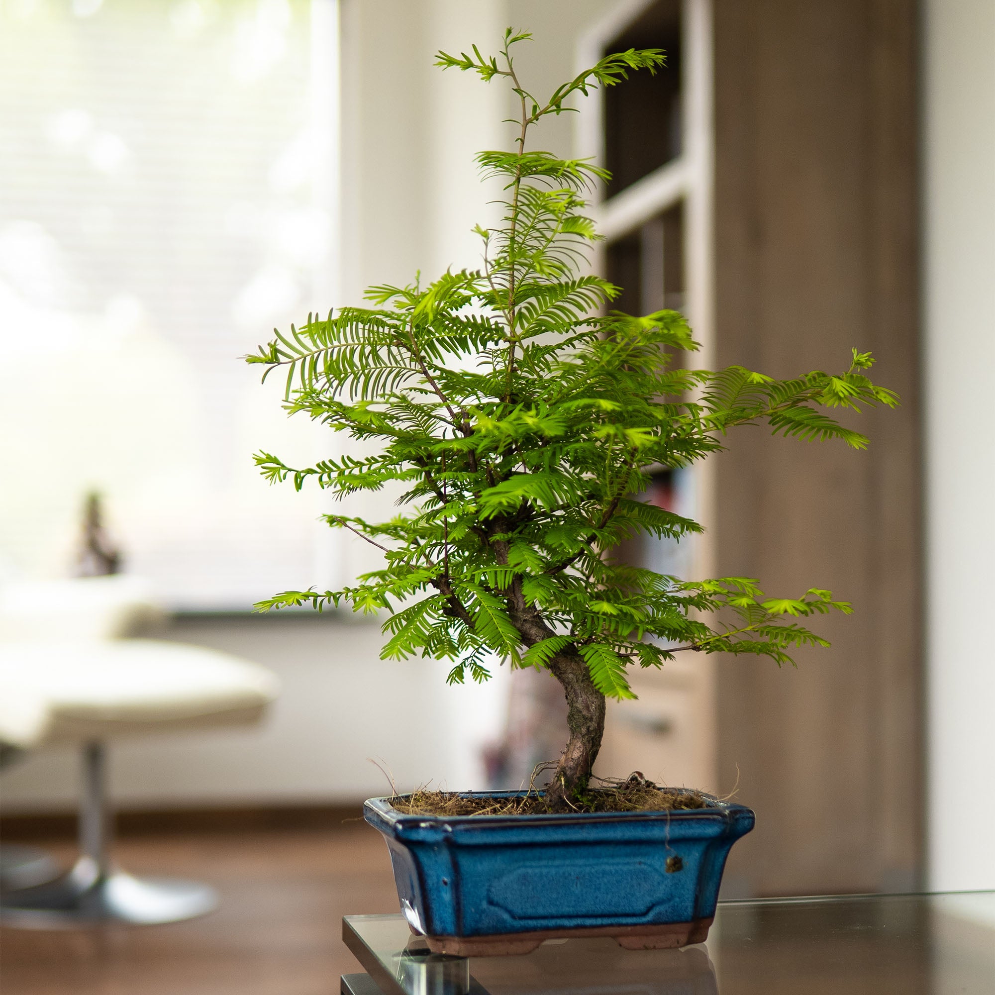 Bonsai-Baum