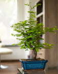 Metasequoia Classic