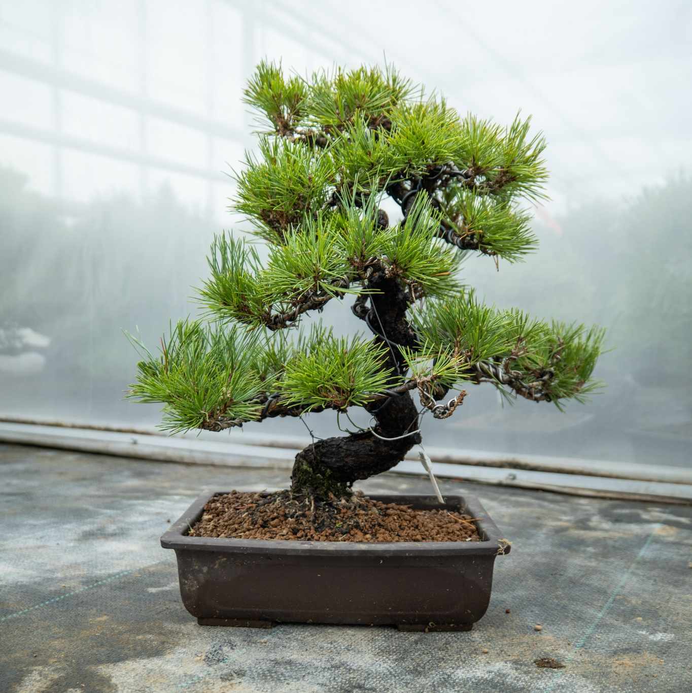 bonsai giapponese Bonsaiwonder| Japanischer bonsai