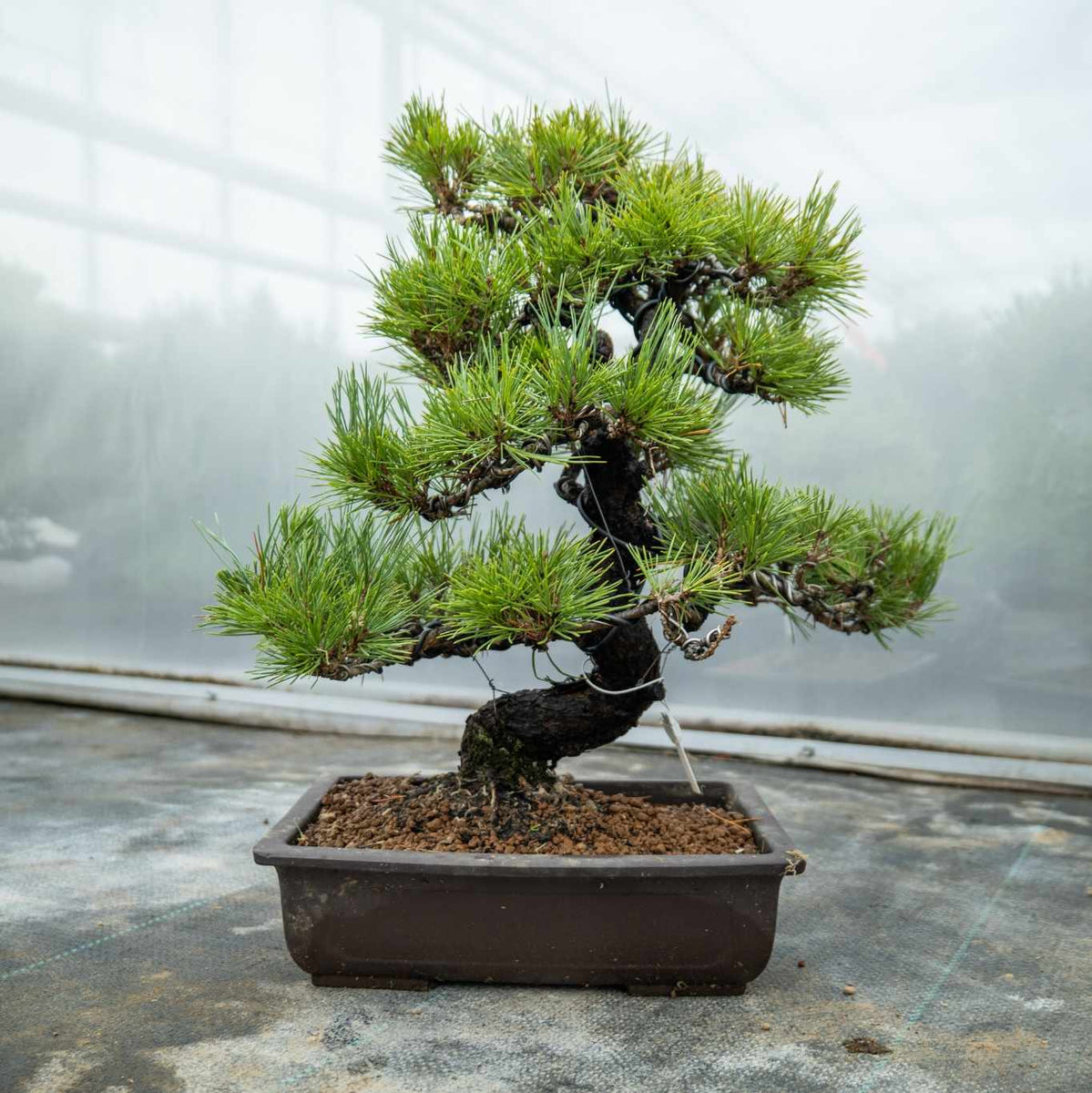 Bonsaiwonder| Japanischer bonsai