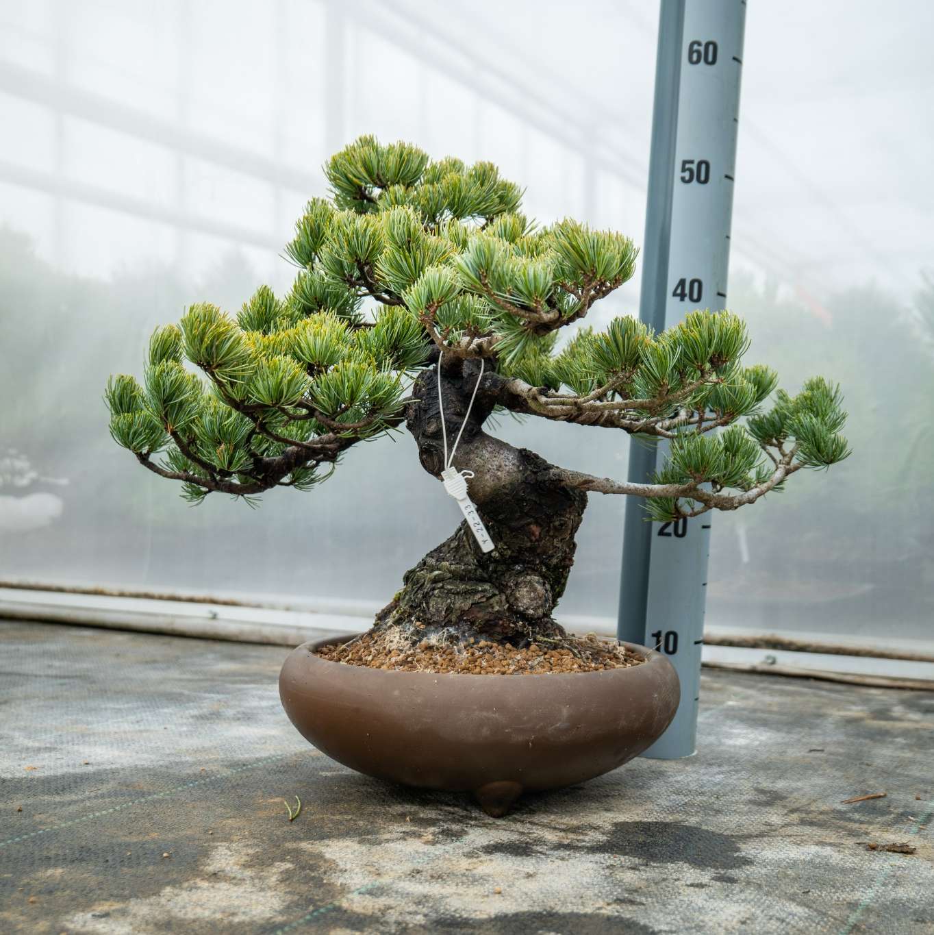 Bonsaiwonder | Japanischer bonsai - Pinus Parviflora Nr.11