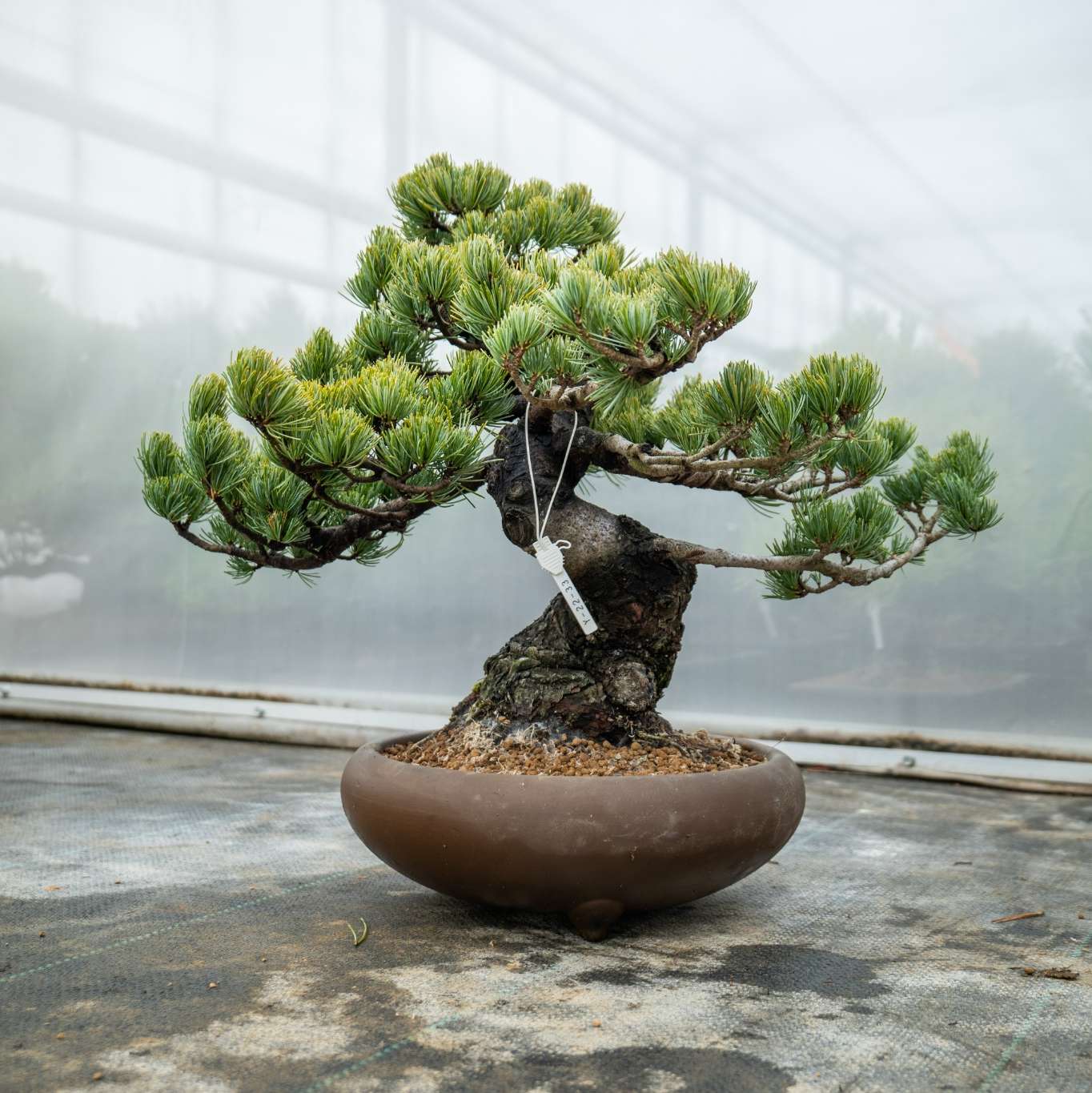 japanischer bonsai baum Bonsaiwonder | Japanischer bonsai - Pinus Parviflora Nr.11