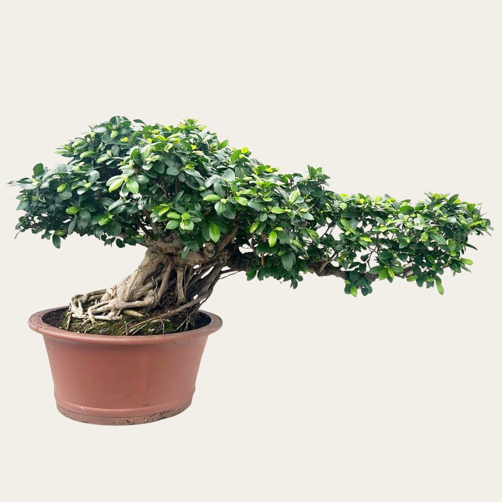 Ficus Nr.44 - Bonsai 30 Jahre – Unikat