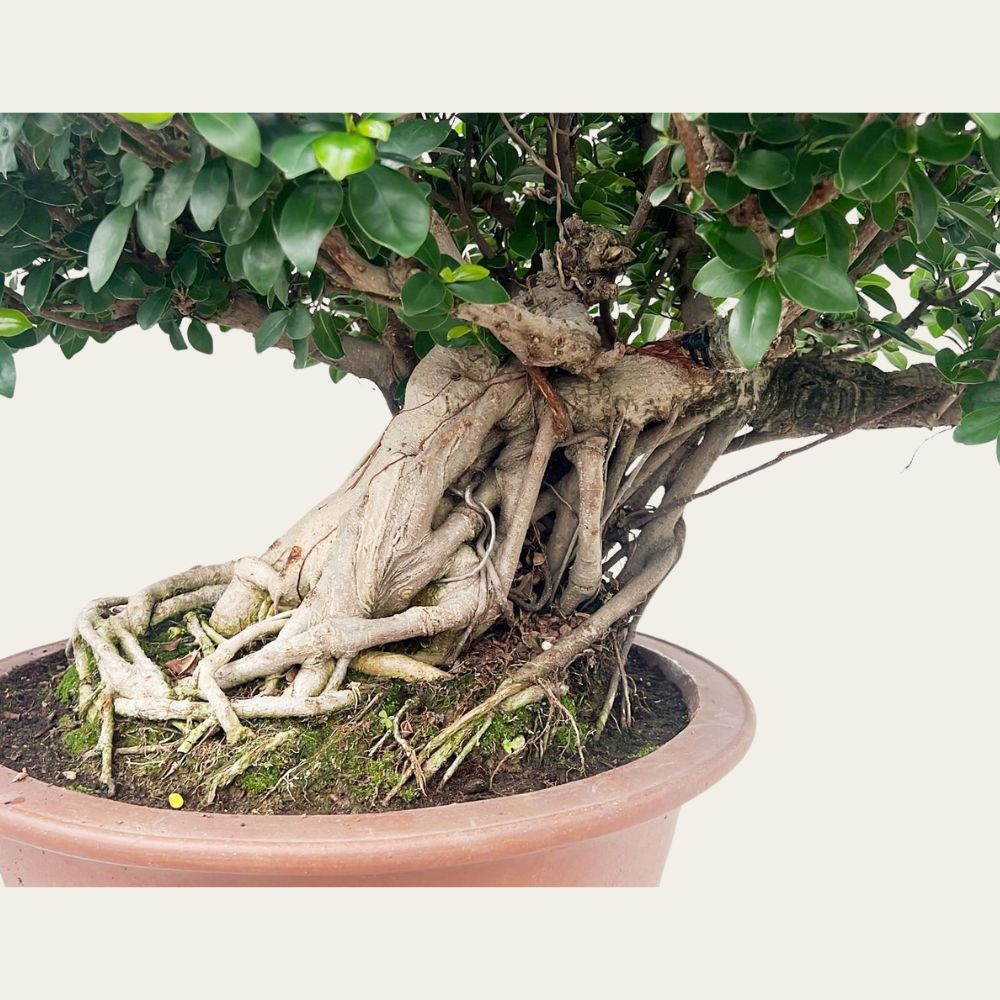 Ficus Nr.44 - Bonsai 30 Jahre – Unikat
