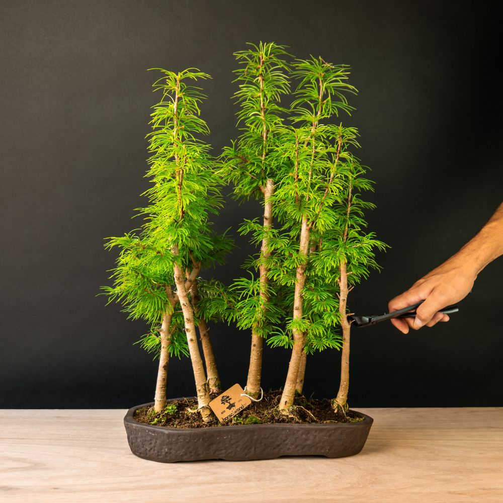 Pseudolarix Forest XL - 27 Jahre alt - Outdoor-bonsai