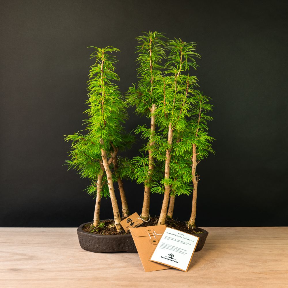 Pseudolarix Forest XL - 27 Jahre alt - Outdoor-bonsai