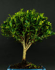 Test bonsai