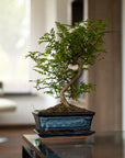 Zanthoxylum Shiito