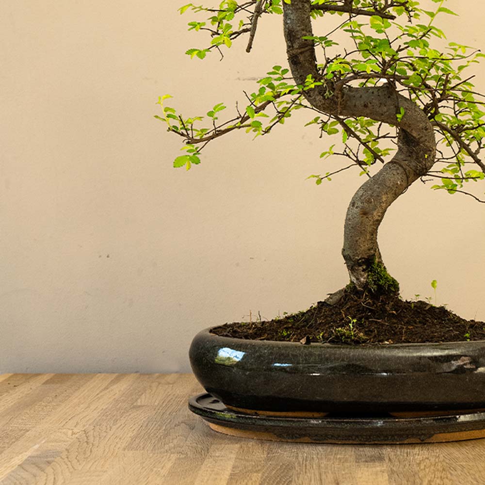 Bonsaiwonder | Zelkova Dai
