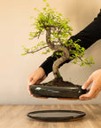 Zelkova Dai