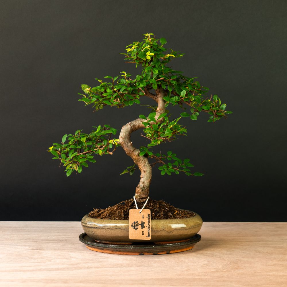 Zelkova Sensai - Bonsai für drinnen und draußen - 12 Jahre alt