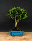 ILEX tama