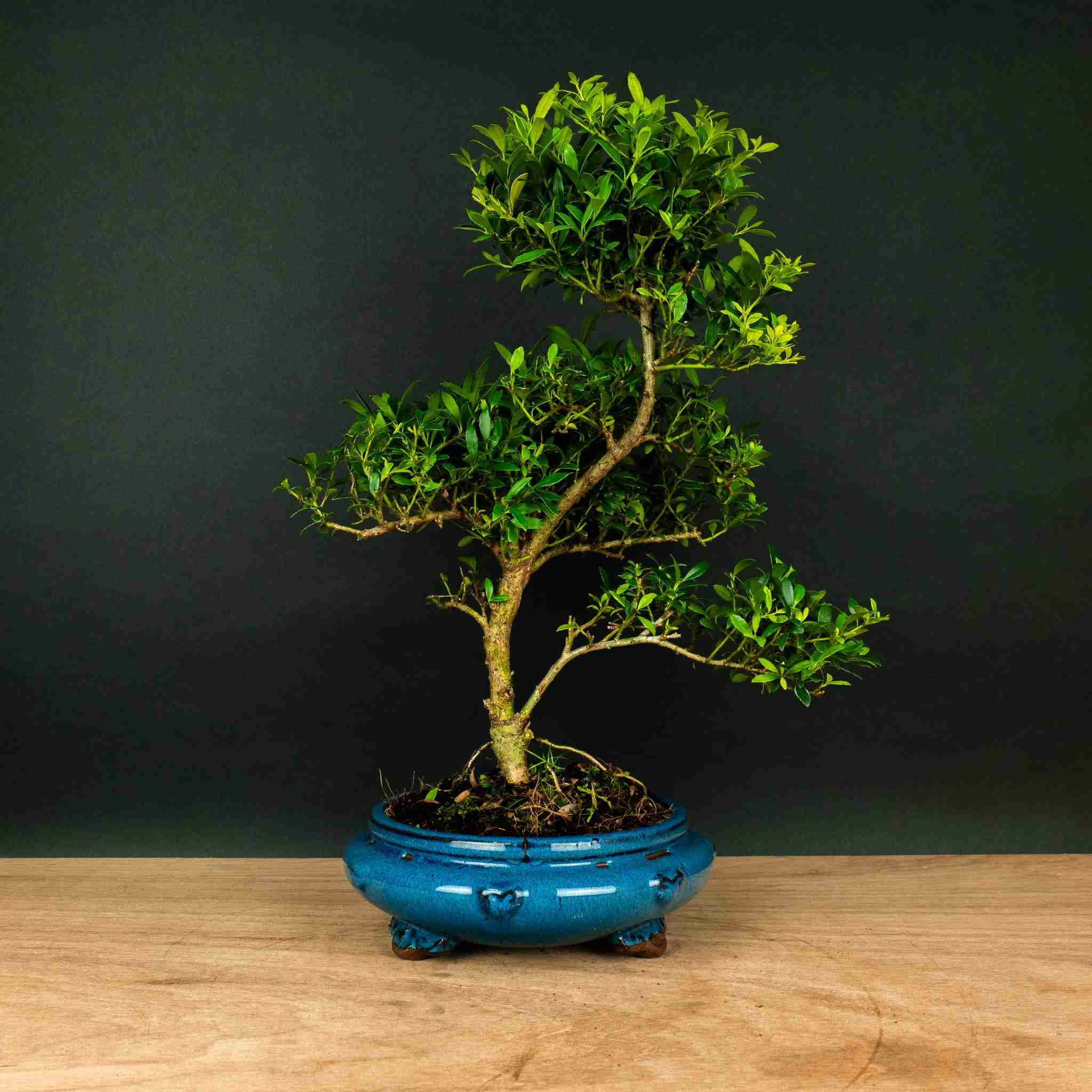 bonsai outdoor pflegeleicht ILEX tama - Outdoor-bonsai - Pflegeleicht