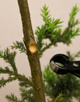 Bonsai-Konkavzange