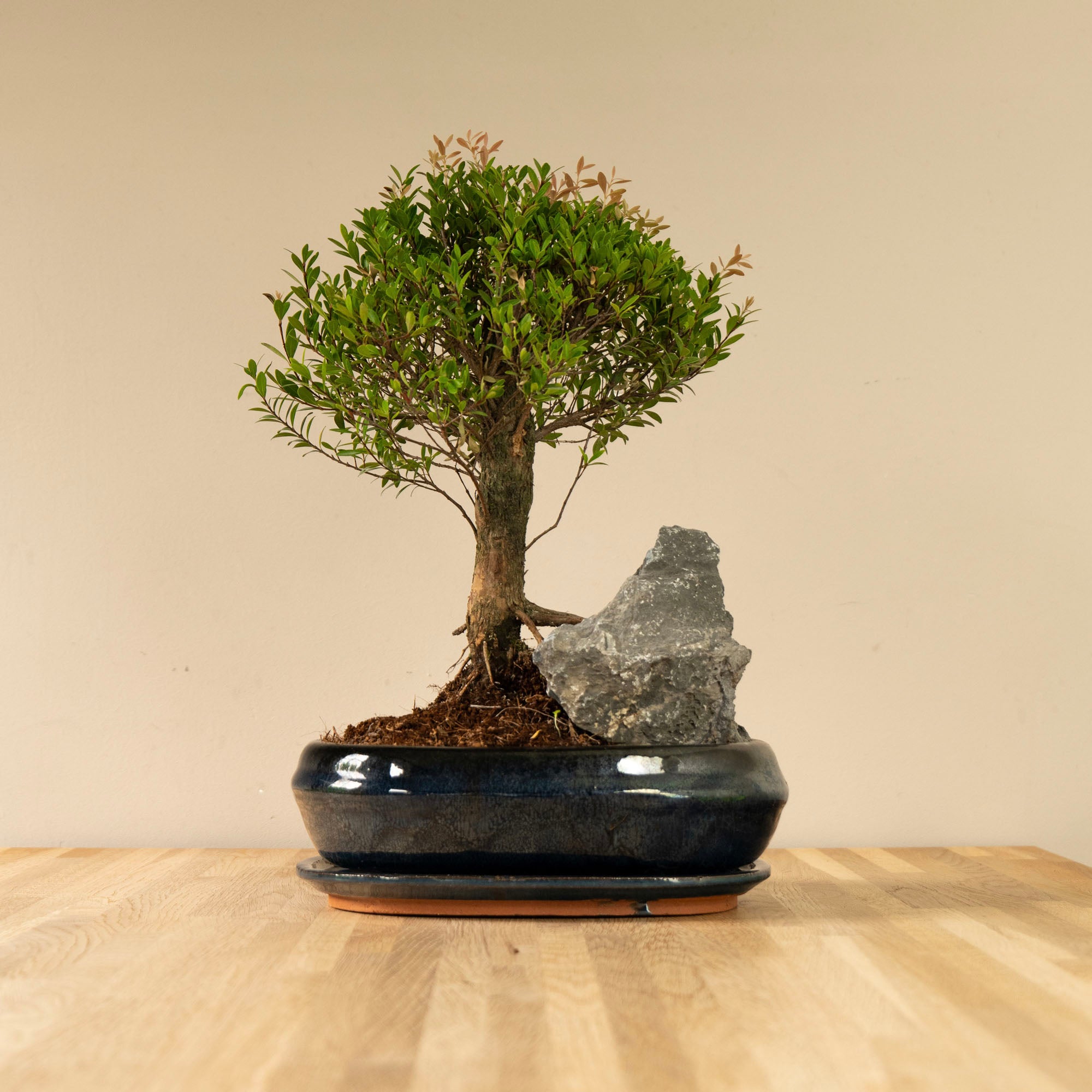 Syzygium