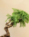 Araucaria Daija