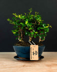 Ficus & Carmona Forest Kombi